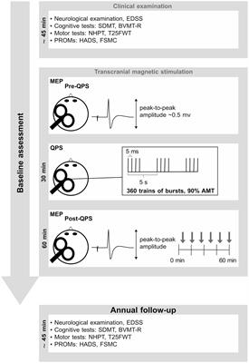 Predictive value of synaptic plasticity for functional decline in patients with multiple sclerosis